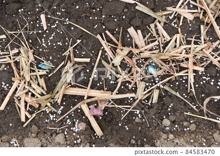 Broad bean cultivation, seed sowing and germination 84583470
