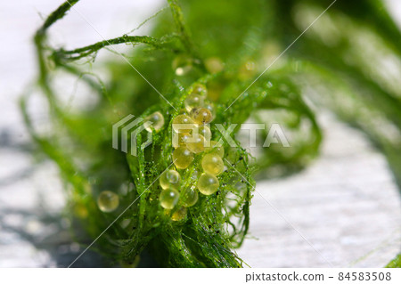 Medaka eggs laid on an artificial spawning bed, macro close-up photography Medaka eggs laid on an artificial spawning bed, macro close-up photography 84583508