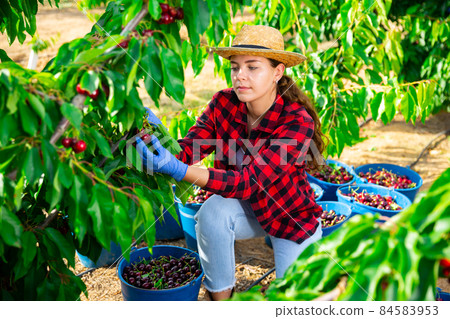 Portrait of a focused farmer girl, plucking cherries from a tree Portrait of a focused farmer girl, plucking cherries from a tree 84583953