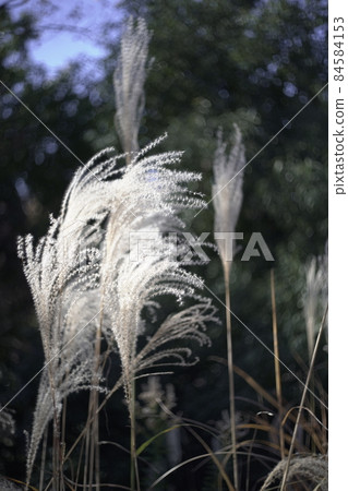 Late autumn in a sunny Musashino thicket, Japanese pampas grass ears 84584153