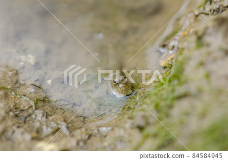 禁止彈塗魚沖繩本島。1 禁止彈塗魚沖繩本島。1 84584945