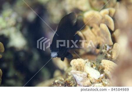 Atsukuchi雀鯛沖繩本島。3 84584989