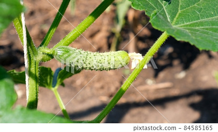 growing cucumbers in the garden. Harvest in the country in the garden. Young green cucumbers 84585165