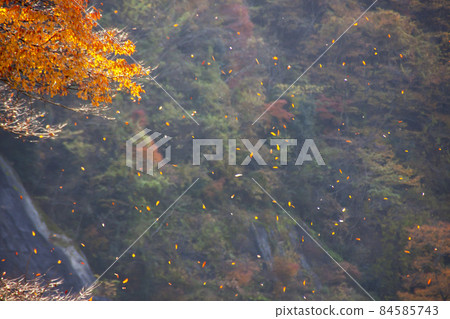 Landscape of fallen leaves in late autumn in Keihoku-3 Landscape of fallen leaves in late autumn in Keihoku-3 84585743