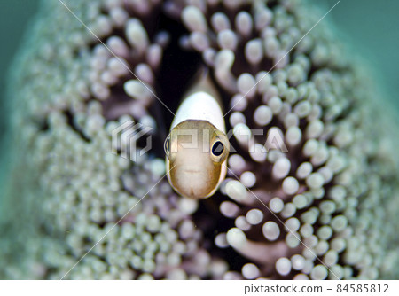 Juvenile anemone fish, Okinawa main island, afro hair. 2 Juvenile anemone fish, Okinawa main island, afro hair. 2 84585812