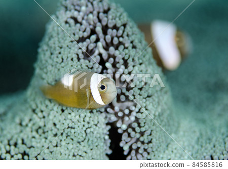 幼年海葵魚,沖繩本島。1 幼年海葵魚,沖繩本島。1 84585816