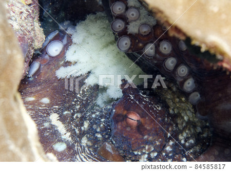 Incubation of Wamondako, Okinawa main island. 1 84585817