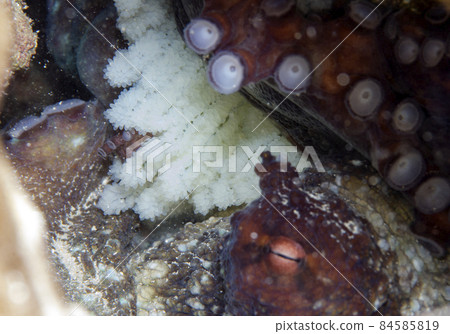 Incubation of Wamondako, Okinawa main island. 2 84585819