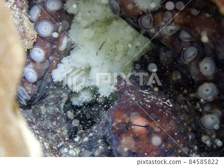 Incubation of Wamondako, Okinawa main island. 4 84585822