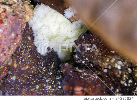 Incubation of Wamondako, Okinawa main island. 5 84585824