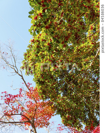 紅色的蠕蟲與紅色水果 紅色的蠕蟲與紅色水果 84586036