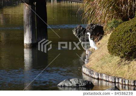 Egret flying to the autumn park 84586239