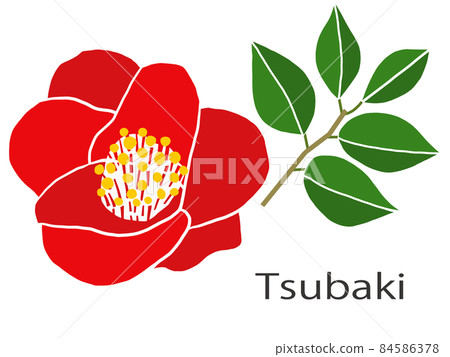 Camellia flower illustration Camellia flower illustration 84586378