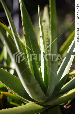 Aloe vera Aloe vera 84587616