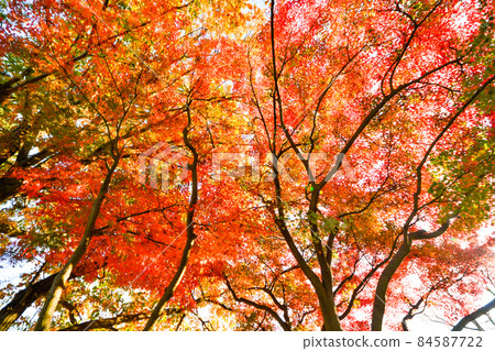 Bright autumn leaves 84587722