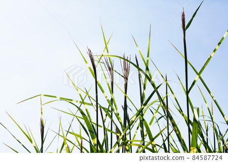 Takanoha Susuki 84587724