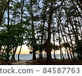 An orange belt that shines in the sea at dusk, looking through the trees at Nodahama Campground in Minamishimabara City. 84587763