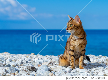 The cat is sitting on a rocky beach. The cat is sitting on a rocky beach. 84588401