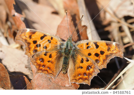 Comma (Hyuga Bokko) Comma (Hyuga Bokko) 84588761