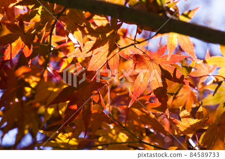 Close-up brilliant orange maple leaves on the maple tree 84589733