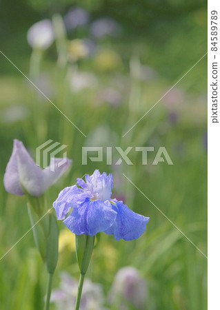 Iris Iris 84589789