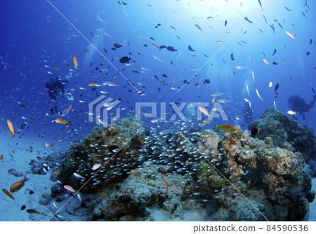 A flock of Okinawa, Minna Island, sea goldie, and Apogon lineatus. 6 A flock of Okinawa, Minna Island, sea goldie, and Apogon lineatus. 6 84590536