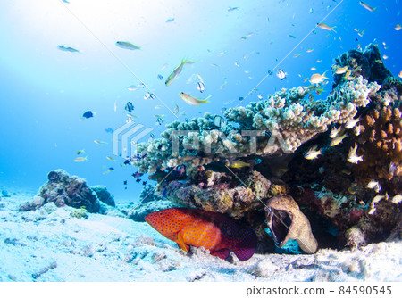 Okinawa, Minna Island, school of fish, coral grouper and giant moray. 1 Okinawa, Minna Island, school of fish, coral grouper and giant moray. 1 84590545