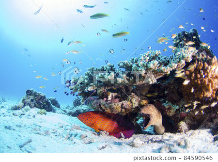 Okinawa, Minna Island, school of fish, coral grouper and giant moray. 2 Okinawa, Minna Island, school of fish, coral grouper and giant moray. 2 84590546