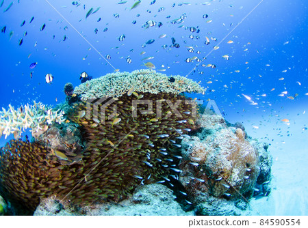Okinawa, Minna Island, school of fish, school of Kinmokudoki. 3 Okinawa, Minna Island, school of fish, school of Kinmokudoki. 3 84590554