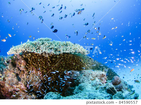 Okinawa, Minna Island, school of fish, school of Kinmokudoki. 5 84590557