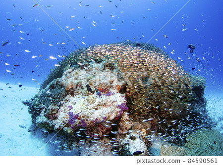 Okinawa, Minna Island, school of fish, school of Kinmokudoki. 9 Okinawa, Minna Island, school of fish, school of Kinmokudoki. 9 84590561