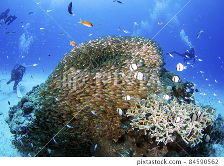 Okinawa, Minna Island, school of fish, school of Kinmokudoki. 10 Okinawa, Minna Island, school of fish, school of Kinmokudoki. 10 84590562