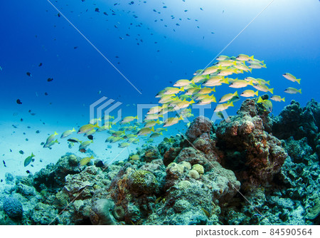 沖繩水納島，一群藍條紋鯛魚。3 84590564