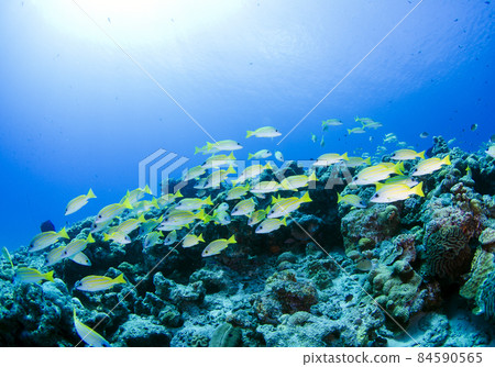 Okinawa Minna Island, a flock of blue-stripe snapper. 4 84590565