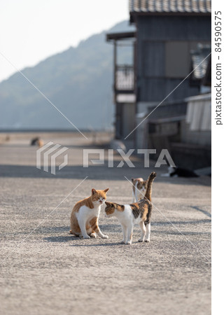 許多貓 Sanagi 島 84590575