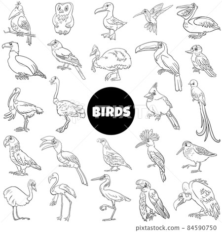 black and white cartoon birds species animal characters big set 84590750