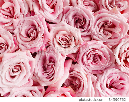 Pink roses a lot, texture background. Closeup, copy space, place for text and product. Pink roses a lot, texture background. Closeup, copy space, place for text and product. 84590762
