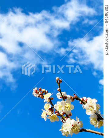 Photo 2 of early spring with white plum blossoms and branches shining in close-up against the background of blue sky and clouds 84590803