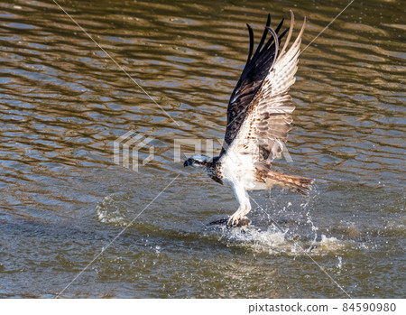 獵鷹魚鷹 84590980