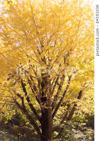 Ginkgo that turns yellow Ginkgo that turns yellow 84591036