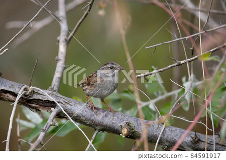 Autumn dunnock (Prunella modularis) Autumn dunnock (Prunella modularis) 84591917