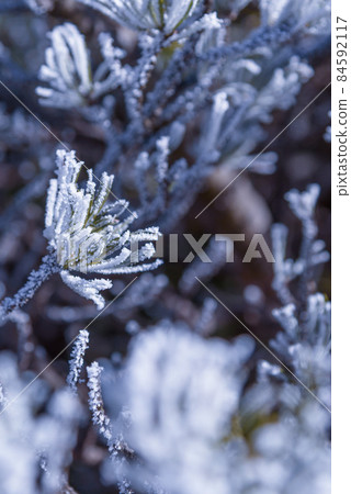 Ridge of Mt. Tanigawa, hoarfrost Ridge of Mt. Tanigawa, hoarfrost 84592117