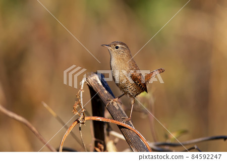 Eurasian wren Eurasian wren 84592247