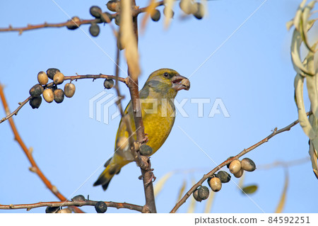 What do greenfinches eat What do greenfinches eat 84592251