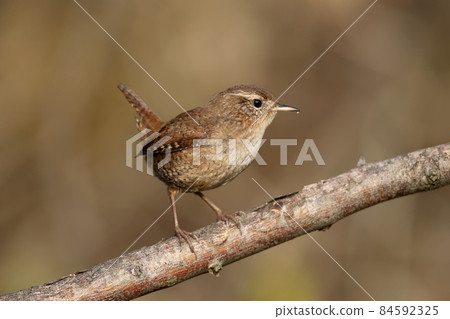 Eurasian wren Eurasian wren 84592325