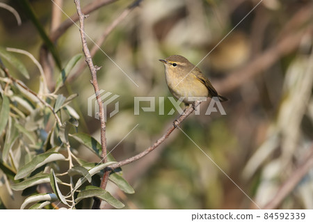 Super portrait of common chiffchaff (Phylloscopus collybita) 84592339