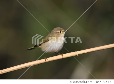 Super portrait of common chiffchaff (Phylloscopus collybita) 84592342