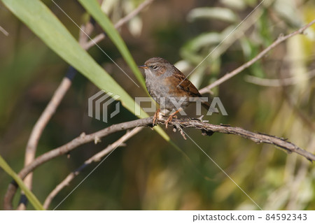 Amazing dunnock (Prunella modularis) 84592343