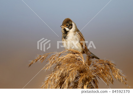 Male common reed bunting (Emberiza schoeniclus) in winter plumage Male common reed bunting (Emberiza schoeniclus) in winter plumage 84592370