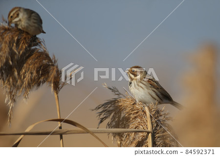 Females of common reed bunting Females of common reed bunting 84592371